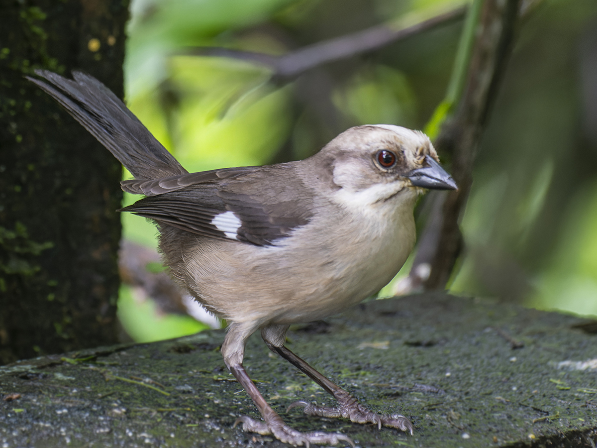 ¡La población de Matorralero Cabicipálido permanece estable!